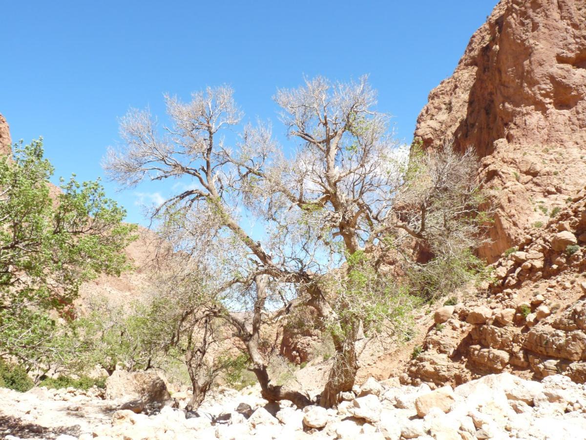 Les Jardins De Todgha Gorges De Todra Tinghir Hotel Aït Baha Eksteriør billede